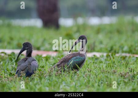 Hadada Ibis à la recherche de nourriture le long des rives du lac Oleiden à Naivasha, dans le comté de Nakuru au Kenya. Le lac Naivasha attire une variété d'animaux qui incluent le buffle, l'antilope, la girafe, le phacochère et le singe, et vous pourrez presque certainement apercevoir les hippopotames en regardant paresseusement les débats depuis l'eau de refroidissement. Le lac abrite également une variété d'oiseaux ; plus de 400 espèces y ont été recensées. Beaucoup peuvent être aperçus le long du rivage - des pélicans et aigles aux poissons en passant par les tisserands et les parulines. Naivasha est dérivé du Nai'posha du dialecte massai qui signifie «eaux agitées». C'est un nom Banque D'Images
