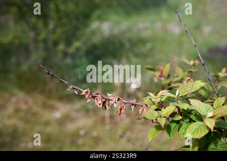 Brûlure moniliale sur la fleur et la brindille du cerisier de Nankin ou Prunus tomentosa, cerasus tomentosa. Champignon Monilinia fructicola pathogène des plantes cau Banque D'Images