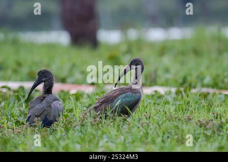 Nakuru, Kenya. 20 décembre 2024. Hadada Ibis à la recherche de nourriture le long des rives du lac Oleiden à Naivasha, dans le comté de Nakuru au Kenya. Le lac Naivasha attire une variété d'animaux qui incluent le buffle, l'antilope, la girafe, le phacochère et le singe, et vous pourrez presque certainement apercevoir les hippopotames en regardant paresseusement les débats depuis l'eau de refroidissement. Le lac abrite également une variété d'oiseaux ; plus de 400 espèces y ont été recensées. Beaucoup peuvent être repérés le long du littoral ''“, des pélicans et des aigles à poissons aux tisserands et aux parulines. Naivasha est dérivé du Nai'posha du dialecte massai qui Banque D'Images
