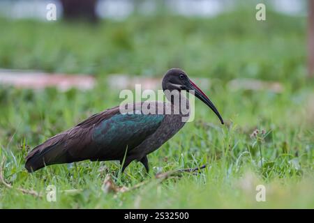 Un ibis Hadada à la recherche de nourriture sur les rives du lac Oleiden à Naivasha, dans le comté de Nakuru au Kenya. Le lac Naivasha attire une variété d'animaux qui incluent le buffle, l'antilope, la girafe, le phacochère et le singe, et vous pourrez presque certainement apercevoir les hippopotames en regardant paresseusement les débats depuis l'eau de refroidissement. Le lac abrite également une variété d'oiseaux ; plus de 400 espèces y ont été recensées. Beaucoup peuvent être aperçus le long du rivage - des pélicans et aigles aux poissons en passant par les tisserands et les parulines. Naivasha est dérivé du Nai'posha du dialecte massai qui signifie «eaux agitées». C'est un nam Banque D'Images