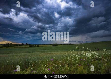 Des nuages de tempête spectaculaires sur le champ de blé, créant une atmosphère menaçante dans la campagne Banque D'Images