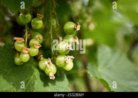 Groseille rouge non mûre ou baies de Ribes rubrum sur la branche gros plan de grappe de groseille rouge douce prête à être récoltée. Mise au point sélective avec copyspace. Banque D'Images