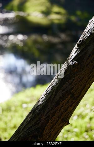 Une scène de nature tranquille avec un arbre magnifiquement ensoleillé avec un reflet de l'eau sereine Banque D'Images