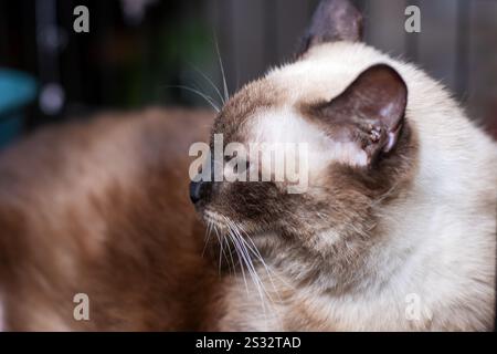 Vue rapprochée détaillée d'un visage de chat présentant ses caractéristiques avec un arrière-plan magnifiquement flou qui ajoute de la profondeur à l'image Banque D'Images