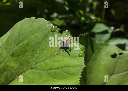 Un grillon perché sur une grande feuille de pétasites, soulignant le contraste entre le corps délicat de l'insecte et le feuillage vert vibrant de la plante Banque D'Images