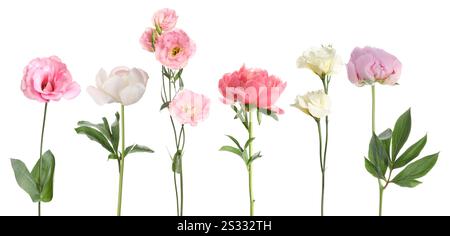 Différentes belles fleurs en rangée isolées sur blanc, ensemble Banque D'Images