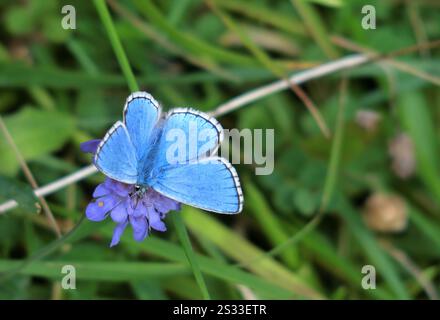 Papillon bleu commun mâle ( Polyommatus icarus ) se nourrissant d'un Scabious ( Knautia arvensis ) en été, Royaume-Uni Banque D'Images