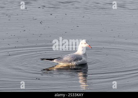 Les mouettes nagent dans les eaux peu profondes et calmes au coucher du soleil dans le lagon de Grado (Italie). Banque D'Images
