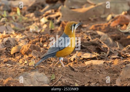 Recherche de muguet à tête orange sur le sol forestier, Goa, Inde Banque D'Images