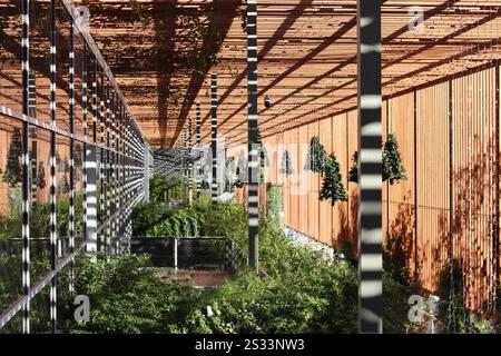 Barcelone, Espagne - 21 décembre 2024 : jardin vert sur le toit avec pergola en bois et plantes suspendues dans un cadre urbain Banque D'Images
