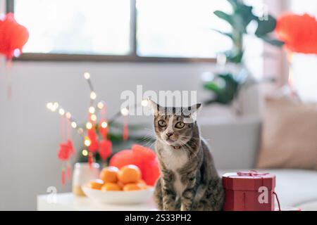 Chat Préparez les célébrations du nouvel an chinois à la maison. Mignon chat domestique shorthair mettant pendentif traditionnel au nouvel an lunaire chinois pour bonne chance Banque D'Images