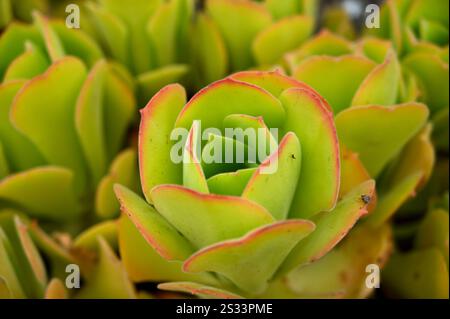 Feuilles d'été vertes charnues à pointe rouge d'arbre houseleek ou Aeonium canariense var. Virgineuml dans le jardin britannique juillet Banque D'Images