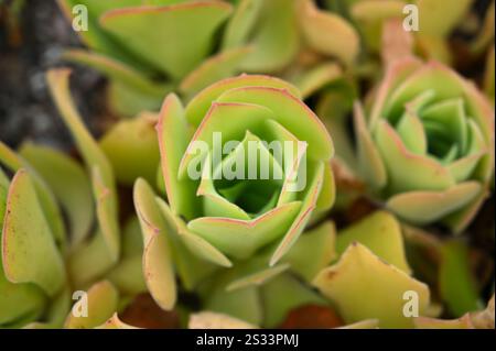 Feuilles d'été vertes charnues à pointe rouge d'arbre houseleek ou Aeonium canariense var. Virgineuml dans le jardin britannique juillet Banque D'Images