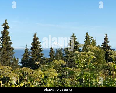 Arbres du Montana avec glacier Banque D'Images