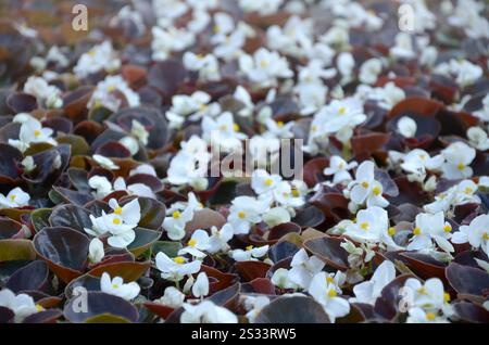 White Begonia cucullata également connu sous le nom de wax begonia et clubed begonia. Champ avec petites fleurs blanches jardin close up Banque D'Images