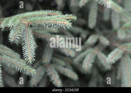 Branches de sapin bleu de près. Blue ou épineuse epicéa Picea pungens - représentant du genre de la famille de pin Epicéa Banque D'Images