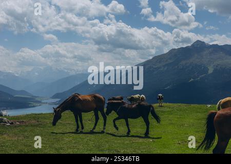 Les chevaux paissent dans les prairies montagneuses des Alpes italiennes par une journée d'été ensoleillée. Photo de haute qualité Banque D'Images