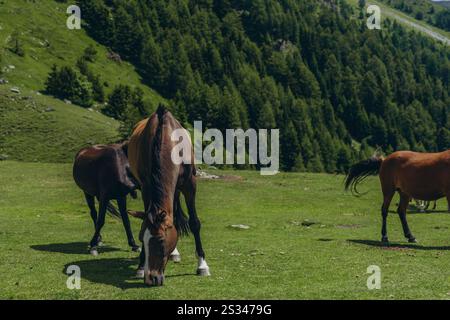 Les chevaux paissent dans les prairies montagneuses des Alpes italiennes par une journée d'été ensoleillée. Photo de haute qualité Banque D'Images
