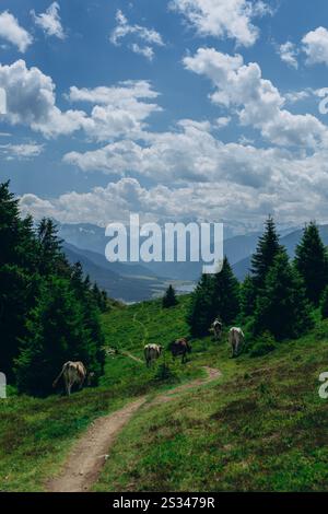 Beau paysage avec des montagnes enneigées et des vaches en pâturage sur un champ verdoyant. Photo de haute qualité Banque D'Images