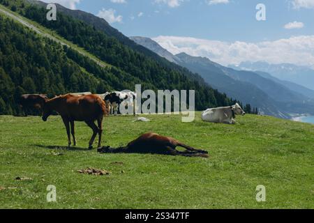 Beau paysage avec des montagnes enneigées et des vaches en pâturage sur un champ verdoyant. Photo de haute qualité Banque D'Images