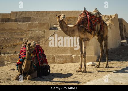 Deux chameaux dans le désert du Sahara en Egypte Banque D'Images