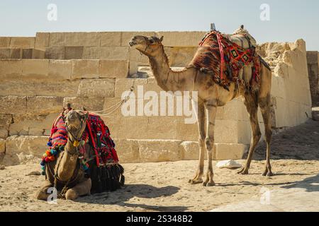 Deux chameaux dans le désert du Sahara en Egypte Banque D'Images