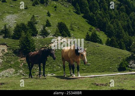 Les chevaux paissent dans les prairies montagneuses des Alpes italiennes par une journée d'été ensoleillée. Photo de haute qualité Banque D'Images