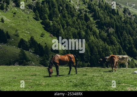 Les chevaux paissent dans les prairies montagneuses des Alpes italiennes par une journée d'été ensoleillée. Photo de haute qualité Banque D'Images