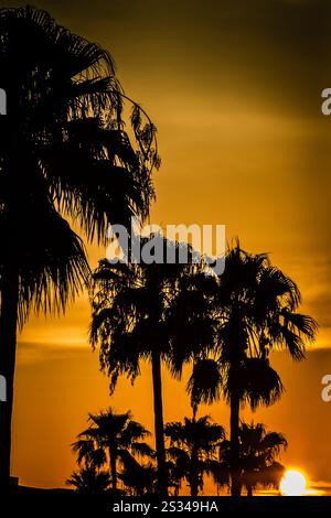 Un coucher de soleil sur les palmiers avec le soleil se couchant derrière eux. Le ciel est orange et les arbres se silhouettent contre le ciel Banque D'Images