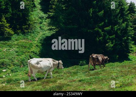 Beau paysage avec des montagnes enneigées et des vaches en pâturage sur un champ verdoyant. Photo de haute qualité Banque D'Images