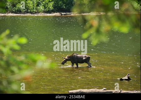 Orignal ou élan canadien dans la rivière Jacques-Cartier, Parc national Jacques-Cartier, Province de Québec, Canada, Amérique du Nord Banque D'Images