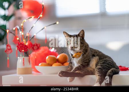 Chat Préparez les célébrations du nouvel an chinois à la maison. Mignon chat domestique shorthair mettant pendentif traditionnel au nouvel an lunaire chinois pour bonne chance Banque D'Images