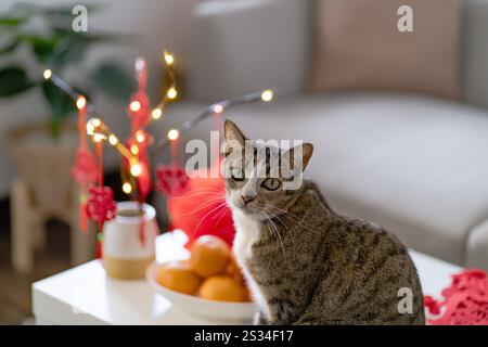 Chat Préparez les célébrations du nouvel an chinois à la maison. Mignon chat domestique shorthair mettant pendentif traditionnel au nouvel an lunaire chinois pour bonne chance Banque D'Images