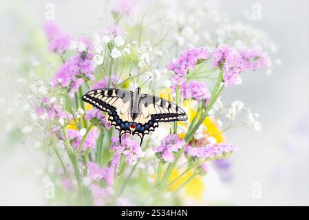 Macro d'un papillon à queue d'araignée de l'Oregon (papilio bairdii oregonius) sur un bouquet de fleurs - ailes déployées ouvertes Banque D'Images