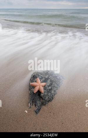 Étoile de mer commune, Asterias rubens, étoile de mer morte sur la plage, Schleswig-Holstein, Allemagne Banque D'Images