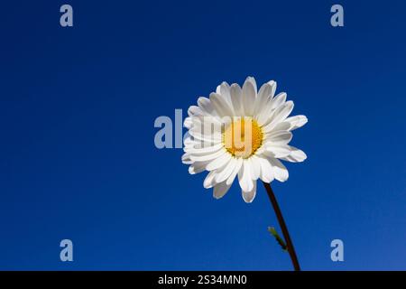 Marguerite, Marguerite commune, Chrysanthemum leucanthemum, Leucanthemum vulgare, fleur vue sur ciel bleu, Mecklembourg-Poméranie occidentale, Allemagne Banque D'Images