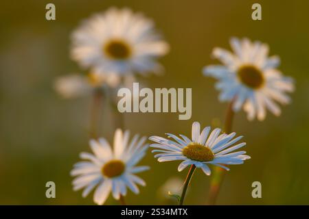 Marguerite, Marguerite commune, Leucanthemum vulgare, Chrysanthemum leucanthemum, floraison, Mecklembourg-Poméranie occidentale, Allemagne Banque D'Images