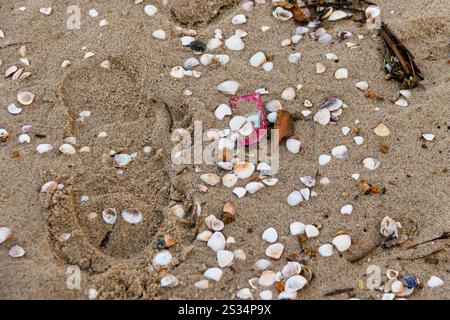 Coquillages sur le sable d'une plage à Rio de Janeiro, Brésil. Banque D'Images