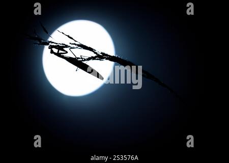 Silhouette d'insecte, mante priante coupée en papier sur brin d'herbe devant la pleine lune, mante priante européenne, réserve de biosphère de l'UNESCO, Spreewald, loc Banque D'Images