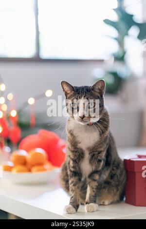 Chat Préparez les célébrations du nouvel an chinois à la maison. Mignon chat domestique shorthair mettant pendentif traditionnel au nouvel an lunaire chinois pour bonne chance Banque D'Images