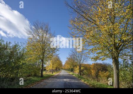 Avenue automnale du tilleul (Tilia platyphyllos) dans une rue de village, Bruetzkow près de Rehna, Mecklembourg-Poméranie occidentale, Allemagne, Europe Banque D'Images