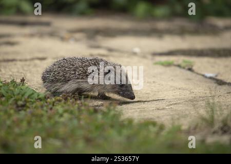 Hérisson européen (Erinaceus europaeus) juvénile bébé animal sur un chemin de jardin, Angleterre, Royaume-Uni, Europe Banque D'Images