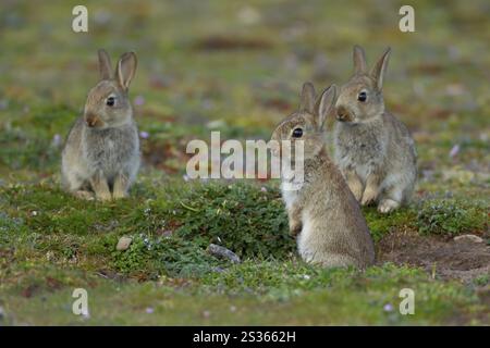Lapin (Oryctolagus cuniculus) trois jeunes animaux sauvages près d'une entrée de terrier dans les prairies en été, Angleterre, Royaume-Uni, Europe Banque D'Images