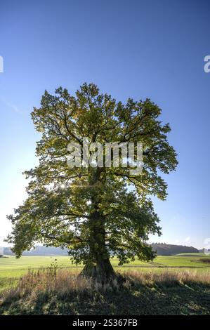 Vieux chêne, (Quercus en contre-jour, ciel bleu, Mecklenburg-Vorpommern, Allemagne, Europe Banque D'Images