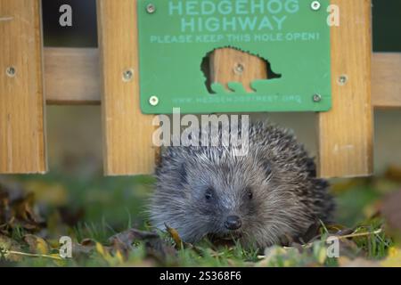 Hérisson européen (Erinaceus europaeus) animal adulte marchant à travers un trou dans une clôture de jardin avec un panneau routier hérisson, Angleterre, Royaume-Uni, E Banque D'Images