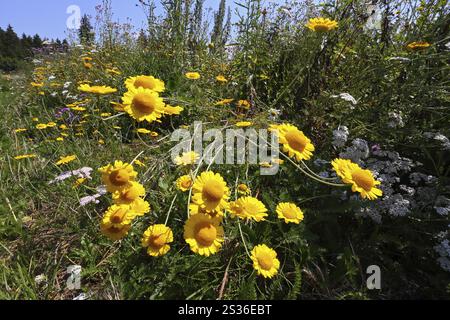 Anthemis tinctoria, camomille de teinture, Marguerite dorée Banque D'Images