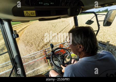 Un champ de céréales avec du blé à la récolte. Une moissonneuse-batteuse au travail. Autriche Banque D'Images