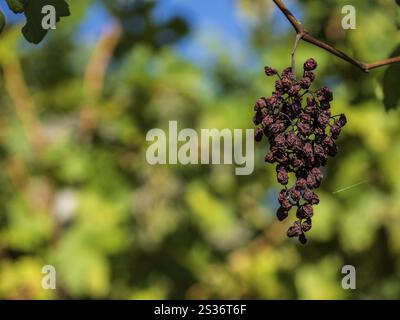 Raisins desséchés et séchés suspendus sur des vignes dans un vignoble Banque D'Images