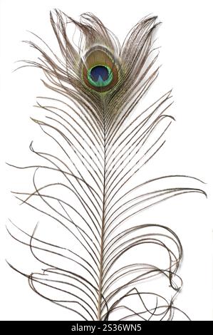 Texture de plume de paon isolé sur fond blanc Banque D'Images