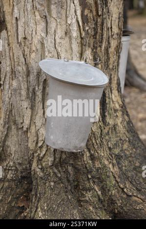 Seaux en métal attachés à un robinet dans un érable à sucre. Recueillir la sève d'érable pour faire du sirop d'érable. Ontario Canada. Banque D'Images